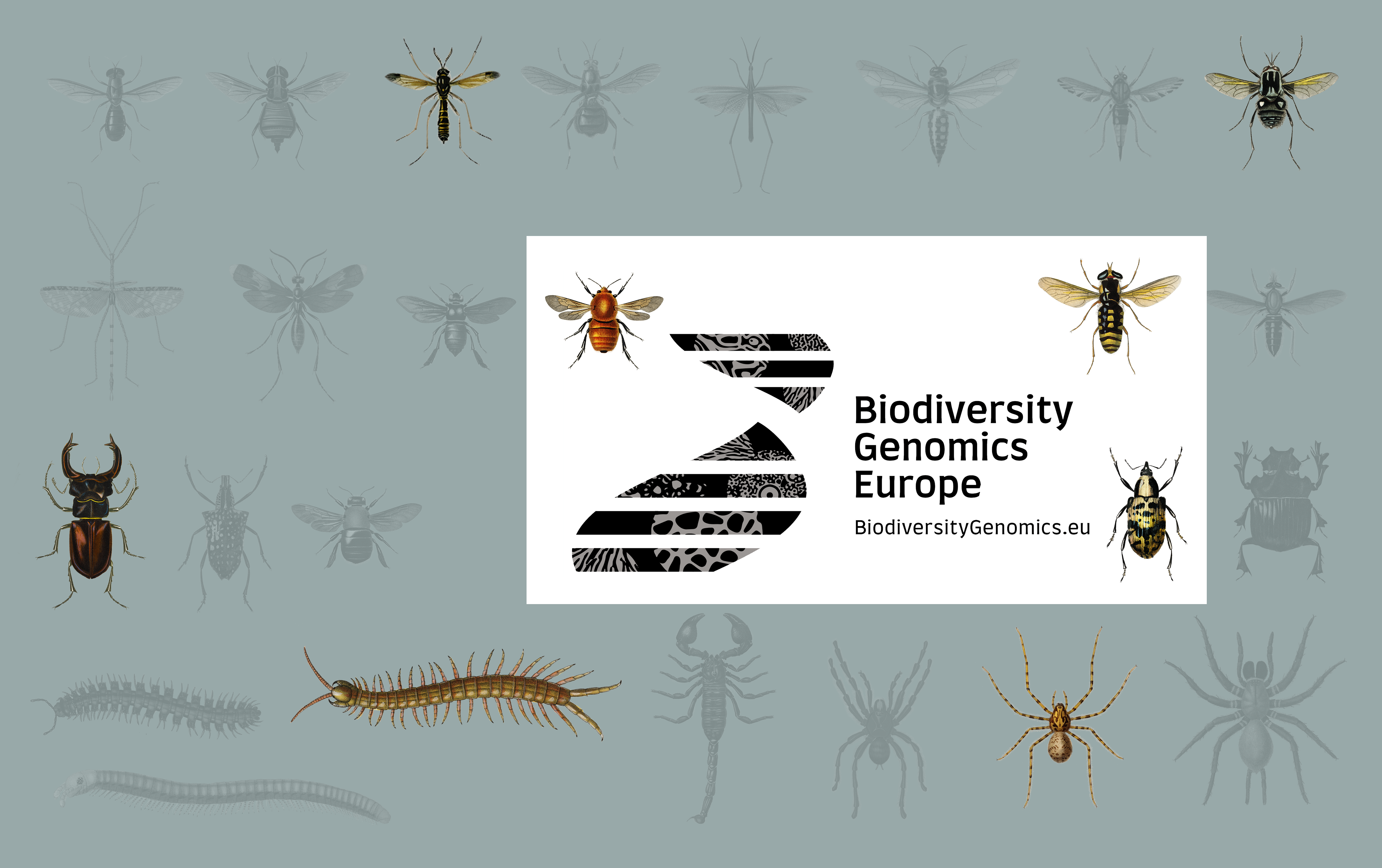 Postdoctoral Fellow for the BIOSCAN UK project - Insect diversity